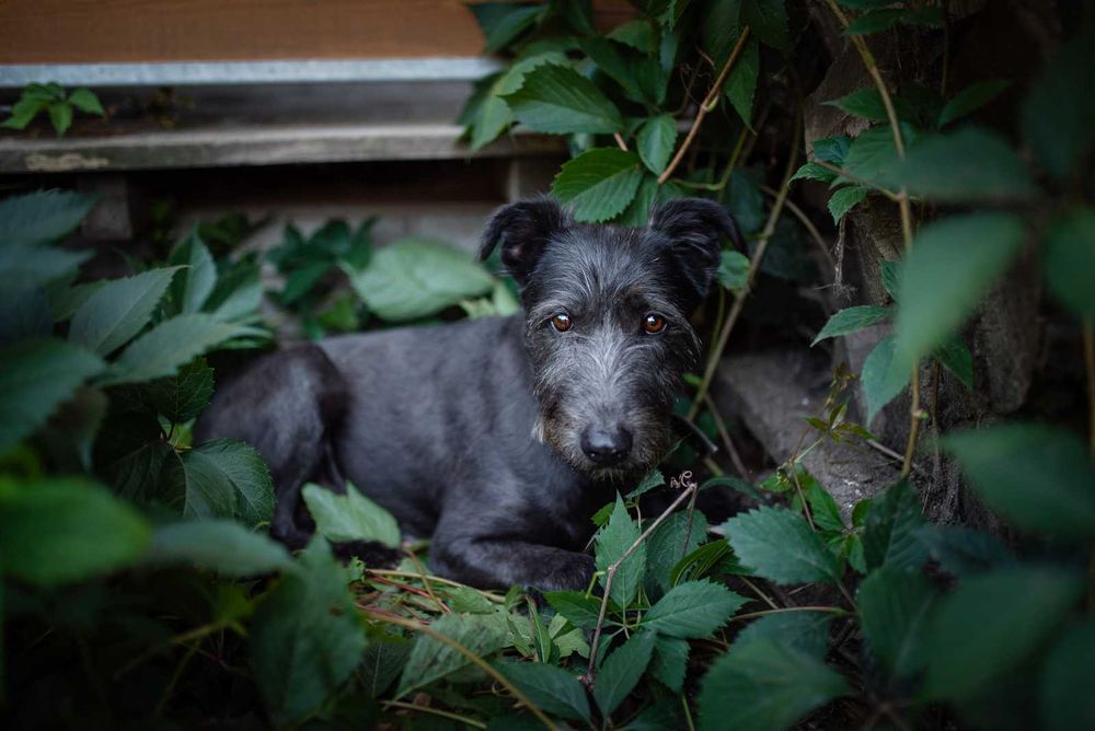 Benek SZNAUCER mix, delikatny psiak szuka domu