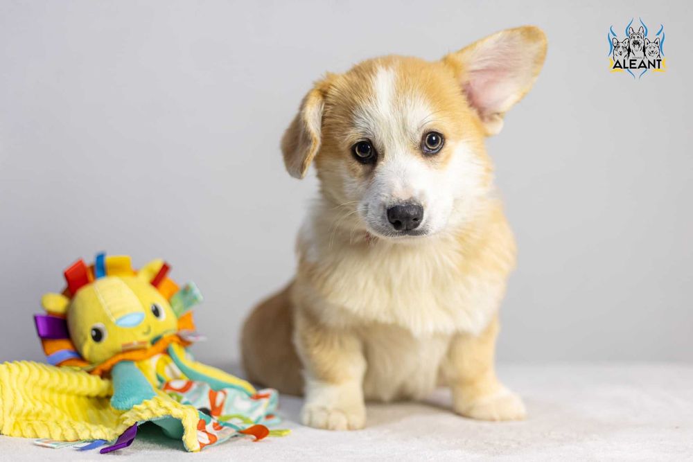 Пропонуємо хлопчика Вельш Коргі Пемброк