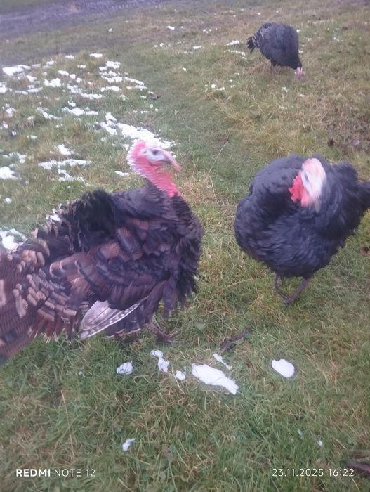 Продам молоді домашні індики