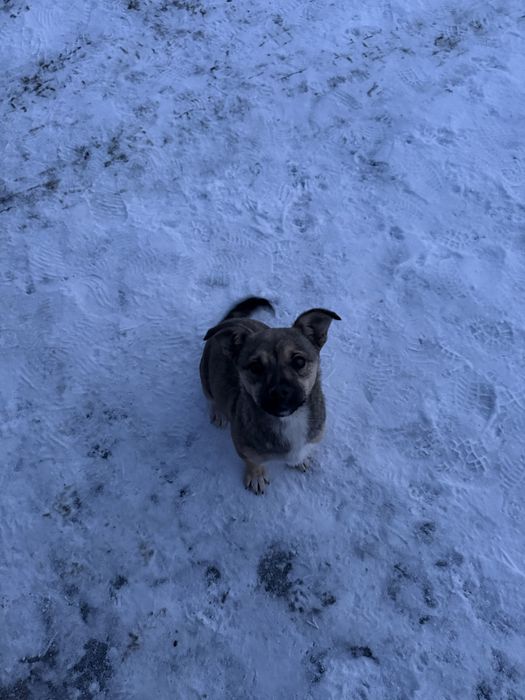 Песики шукають родину