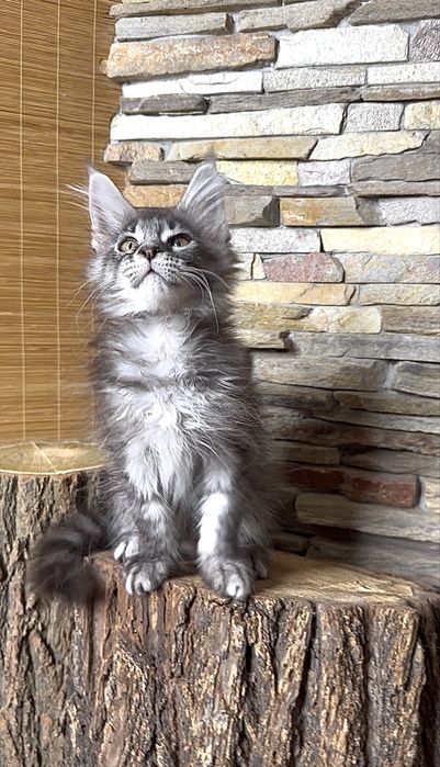 Хлопчик мейн-кун в чорному мармуровому забарвлені на сріблі