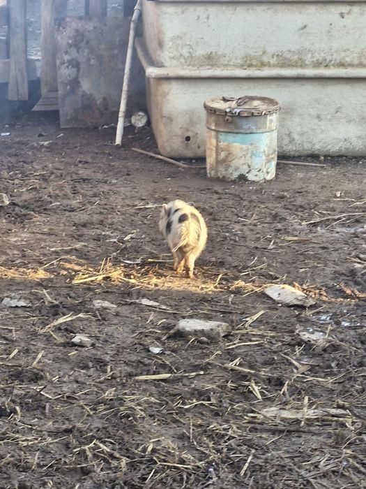 Mini vietnamitas e mini pigs