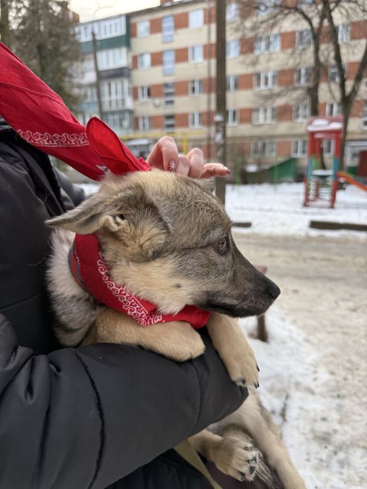 Шукає сімю собачка розміром з кота