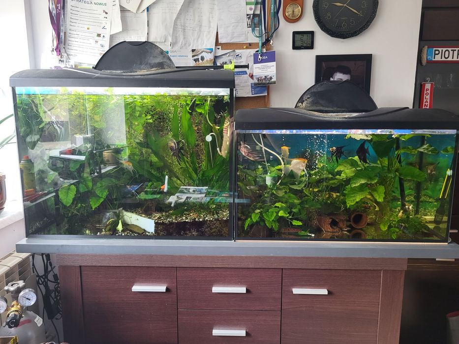 Akwaria z roślinami