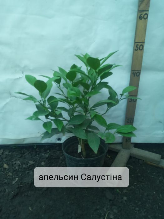 Солодкий цитрус Полтава