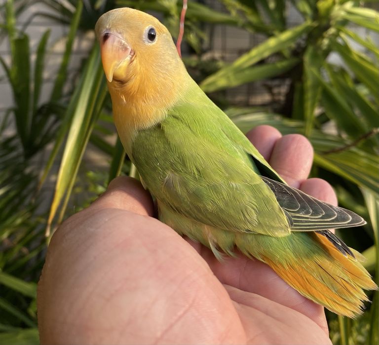Agapornis domesticado