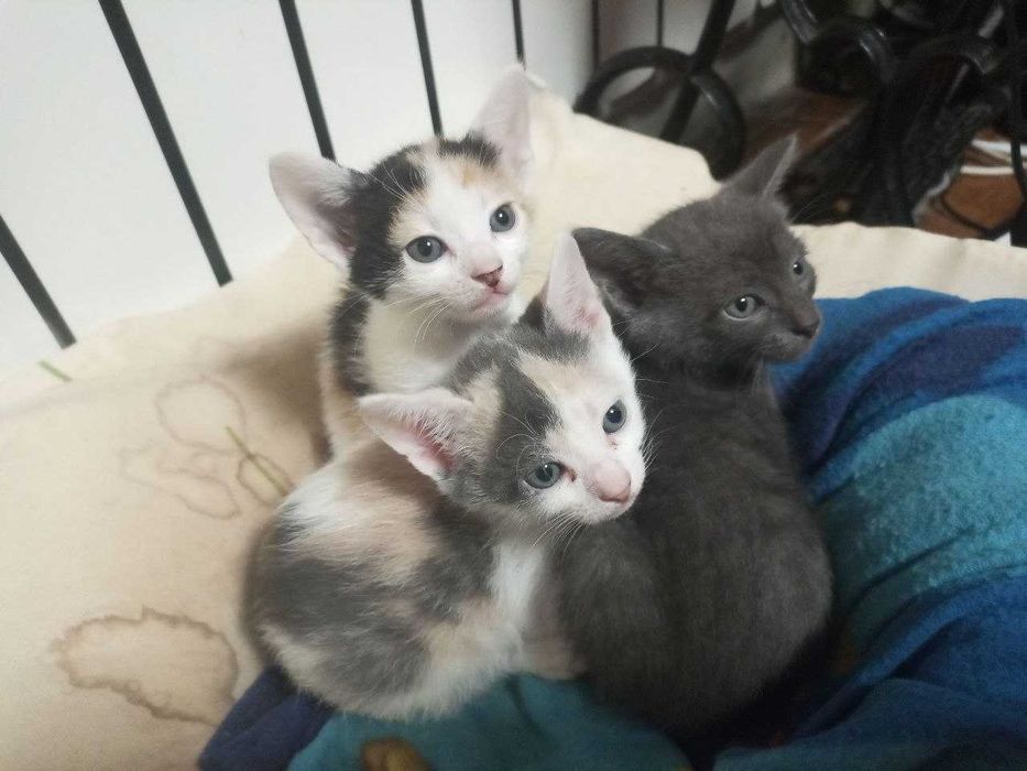 Віддам кошенят добрим людям(Котика та Сіреньку Кішку забрали)