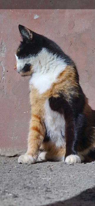 Стерилізована кішечка окрасу каліко Calico