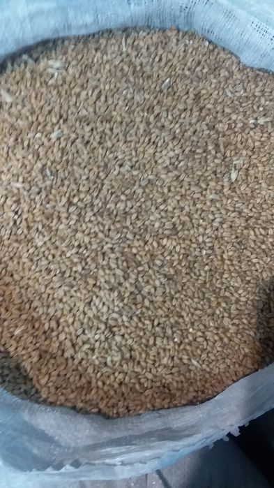 Пшениця.  Зерно. Пшениця