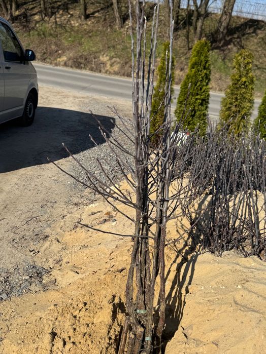 Drzewka Owocowe Muna i Ewelina