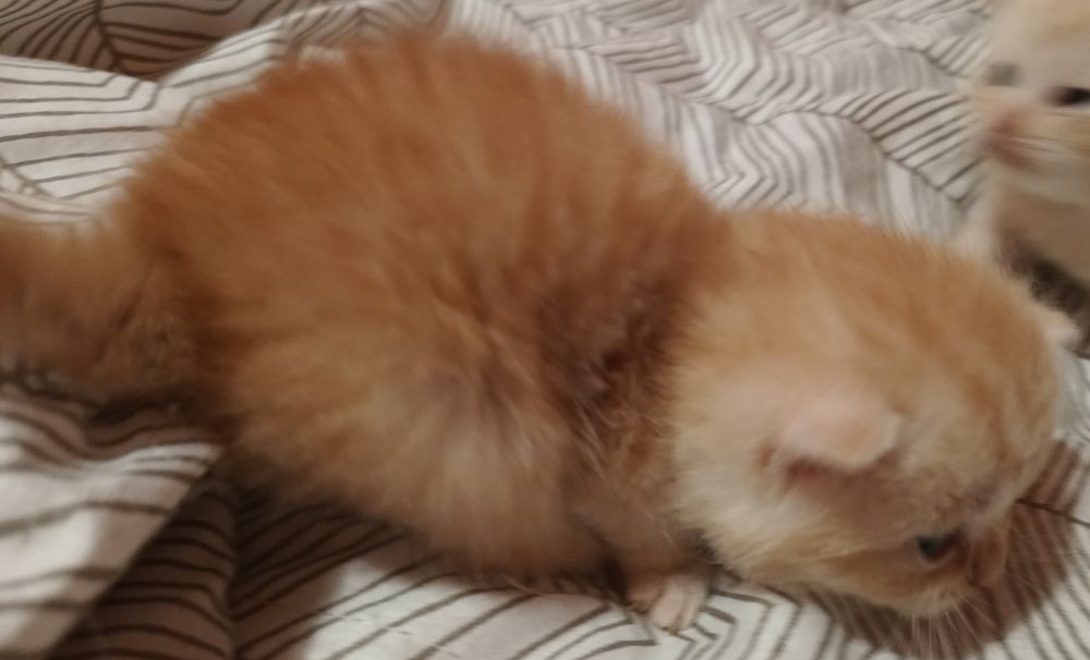 Kot szkocki do rezerwacji