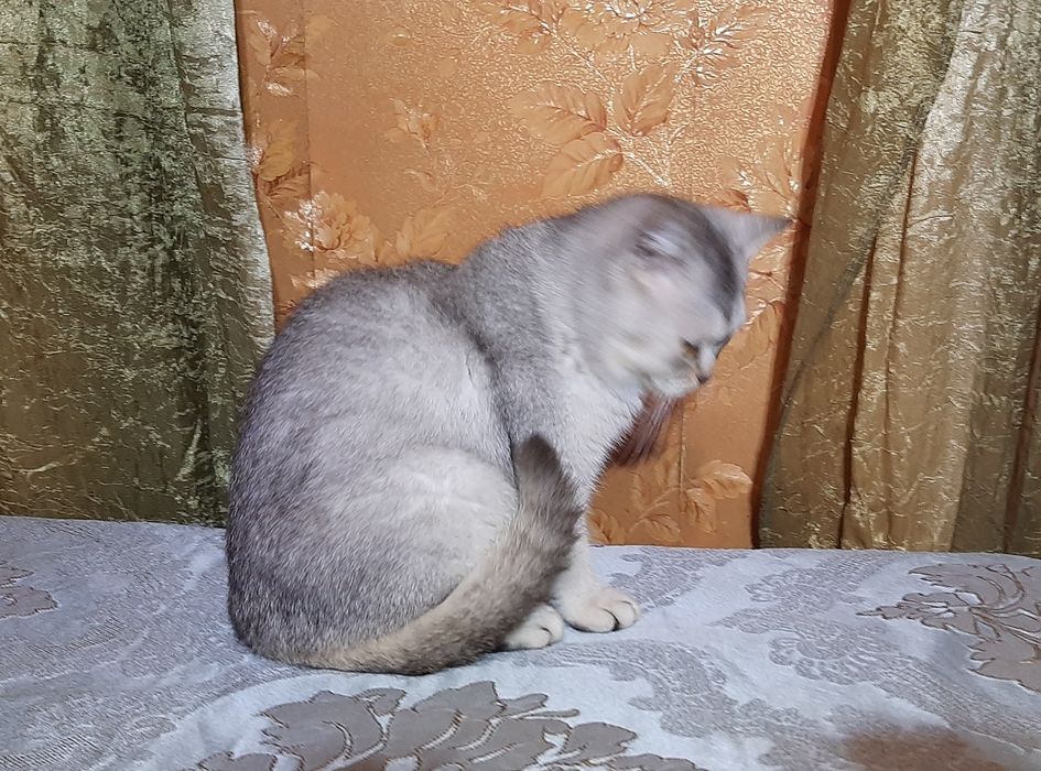 Шиншилла котик британец