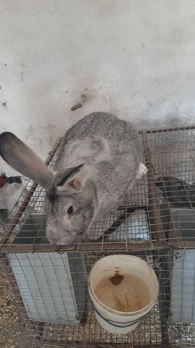 Продам робочого самця шиншилу