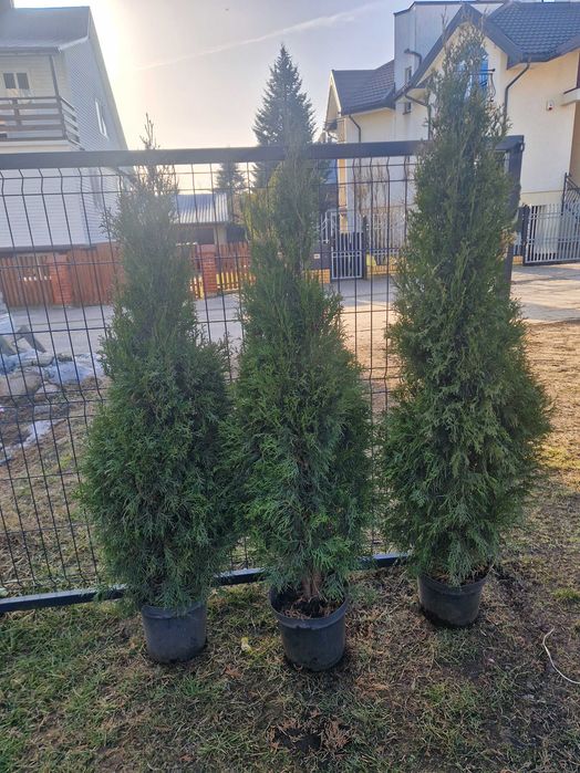 PRODUCENT Tuja Szmaragd w donicy 50cm 100cm 120 cm 150cm SUPRAŚL DOWOZ