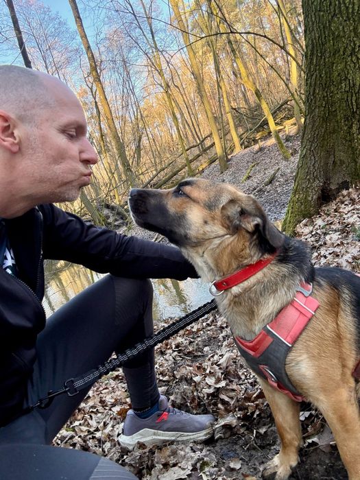 Enzo, 2 lata, w typie ogar polski