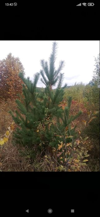 Саджанці сосни звичайної