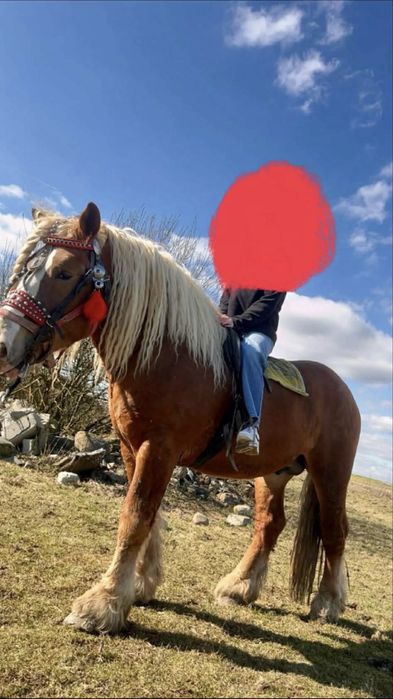 Stanówka  ogier zimnokrwisty