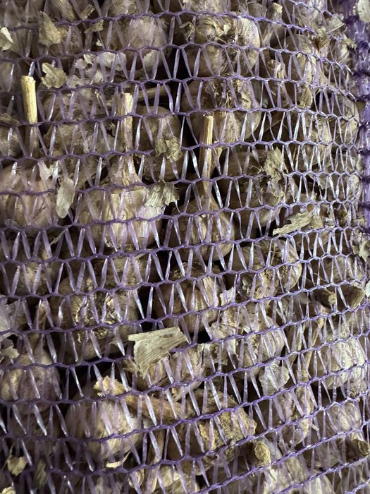 Зимовий часник уражай 2025