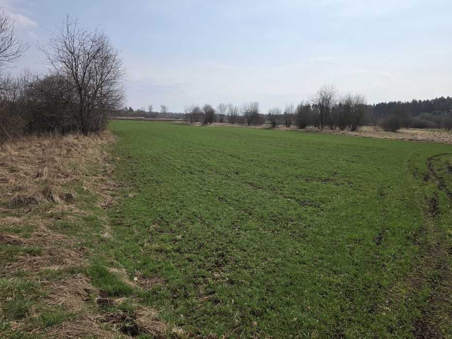 Sprzedam działkę rolną w Wolicy gmina Chęciny powiat Kielecki - Widok 5