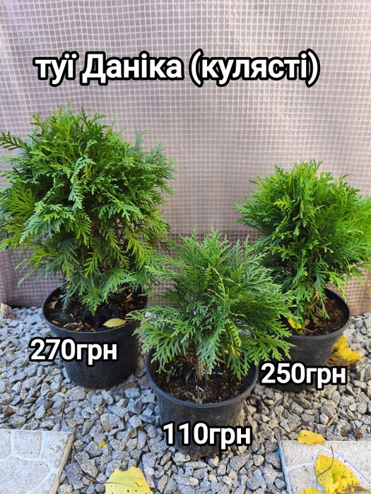 Хвойні та декоративно листяні рослини для  саду