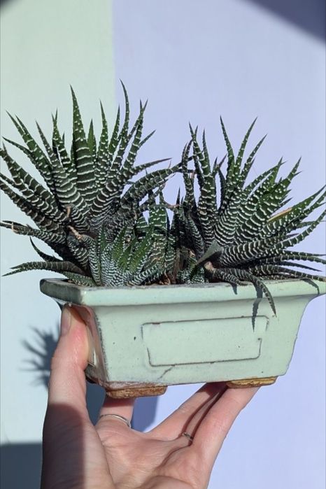 Композиція Хавортія в бонсайниці,  суккулент, декор на робочий стіл