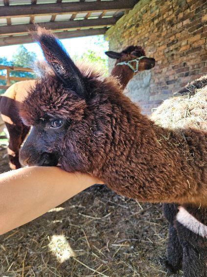 Hera -  samica młoda alpaka samiczka  huacaya z hodowli  Red Alapca