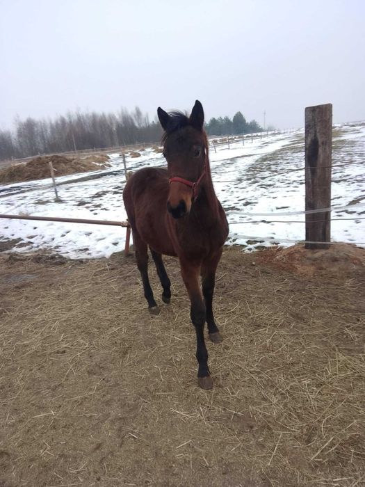 *Sprzedam Klacz Śląską* 7 miesięcy*księga wstępna!