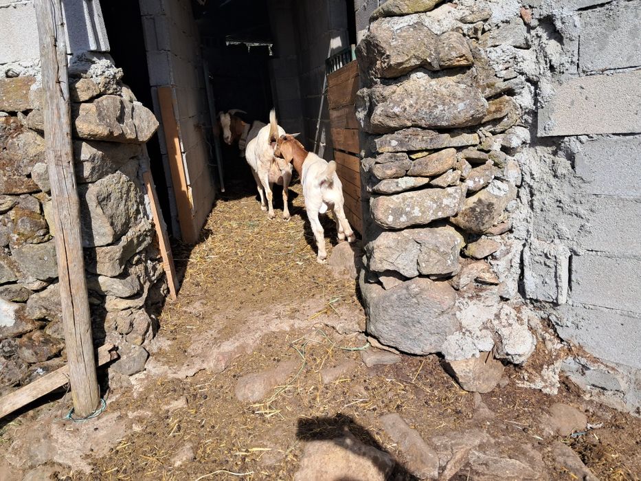 Vendo machos boer puros