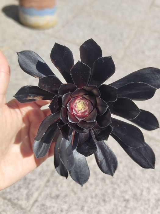 Aeonium Arboreum Zwartkop