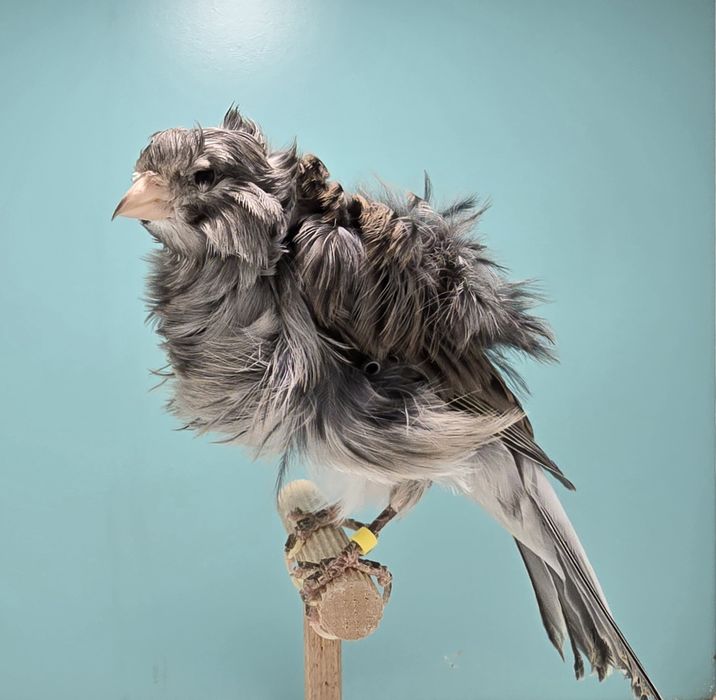 Samiec mehinger 2023 kanarek kedzierzawe