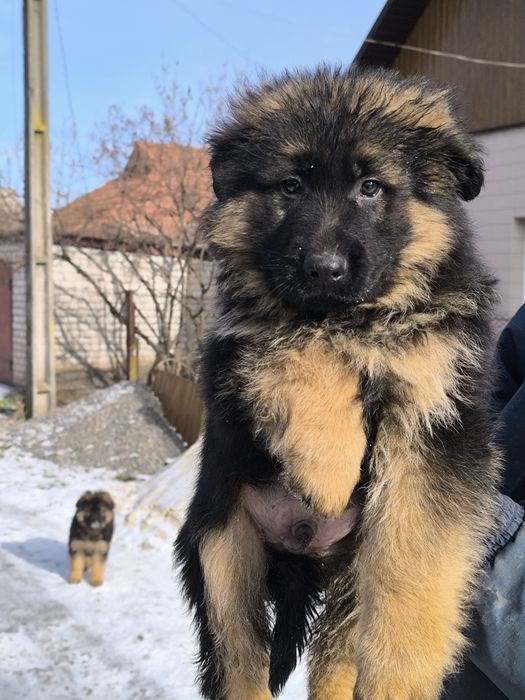 Щенки немецкой овчарки длинношерстные