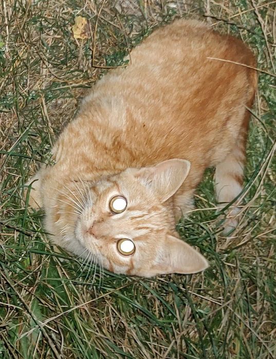 Пропав котик рижий