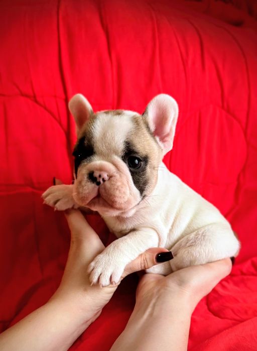 Мальчик Французского бульдога
