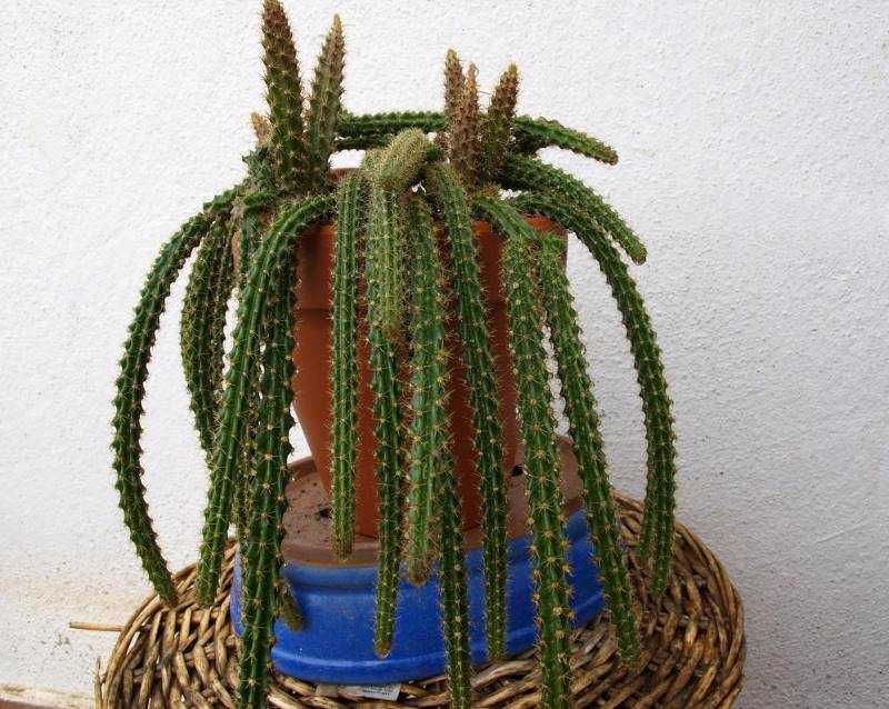 Комнатный цветок Апорокактусом (Aporocactus) -украшение Вашего дома