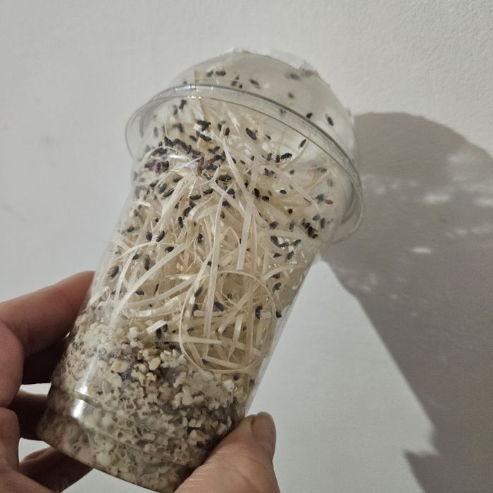 Muszki D.melanogaster owocowki