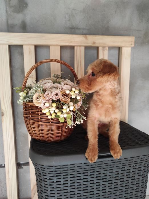 Мальтіпу хлопчик