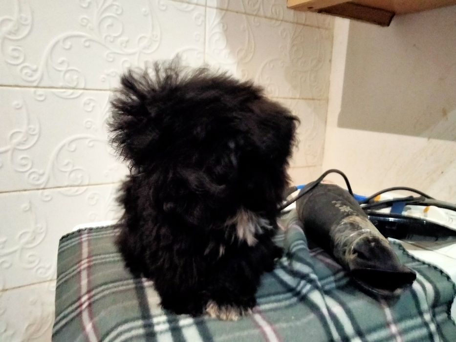 Девочка и мальчик 3 мес.мини