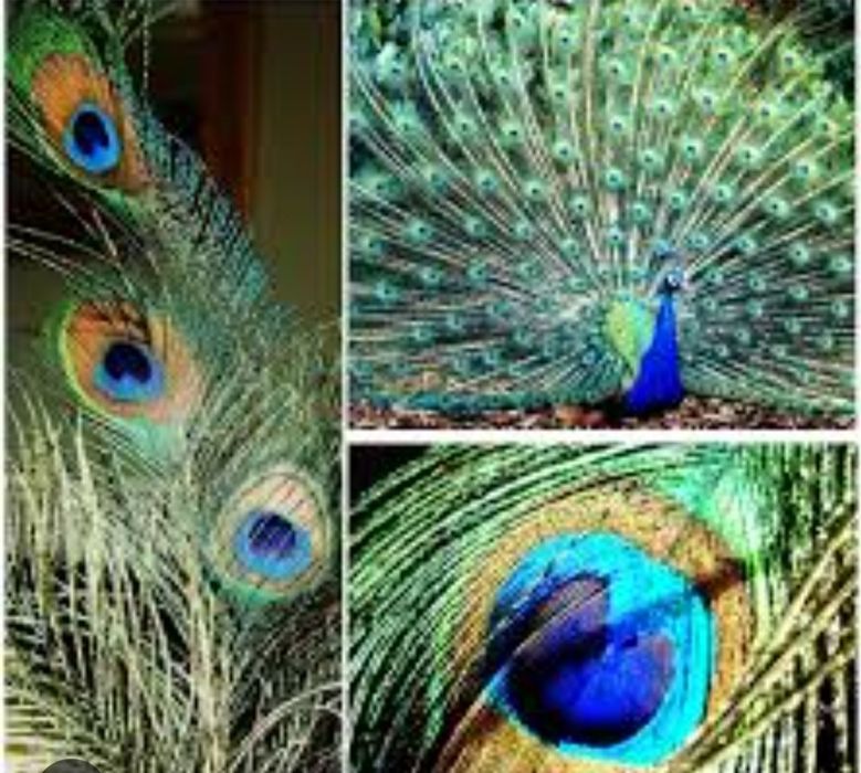 Продаю перо павлина