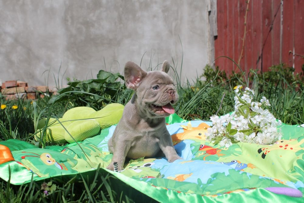 Красунчик чекає маму