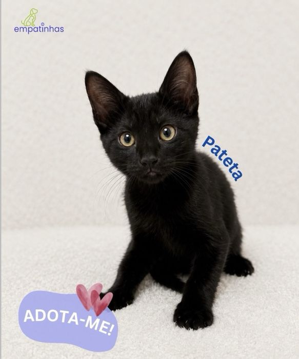 Gatinho 2 meses para adoção responsável