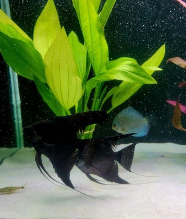 Skalary para. Black
