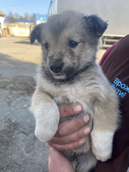 Цуценята шукають домівку