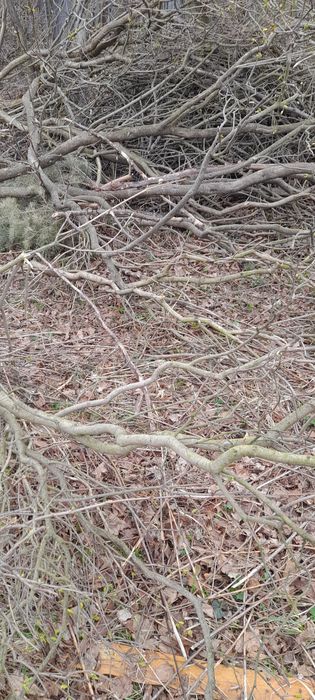 Oddam  grube gałęzie za darmo