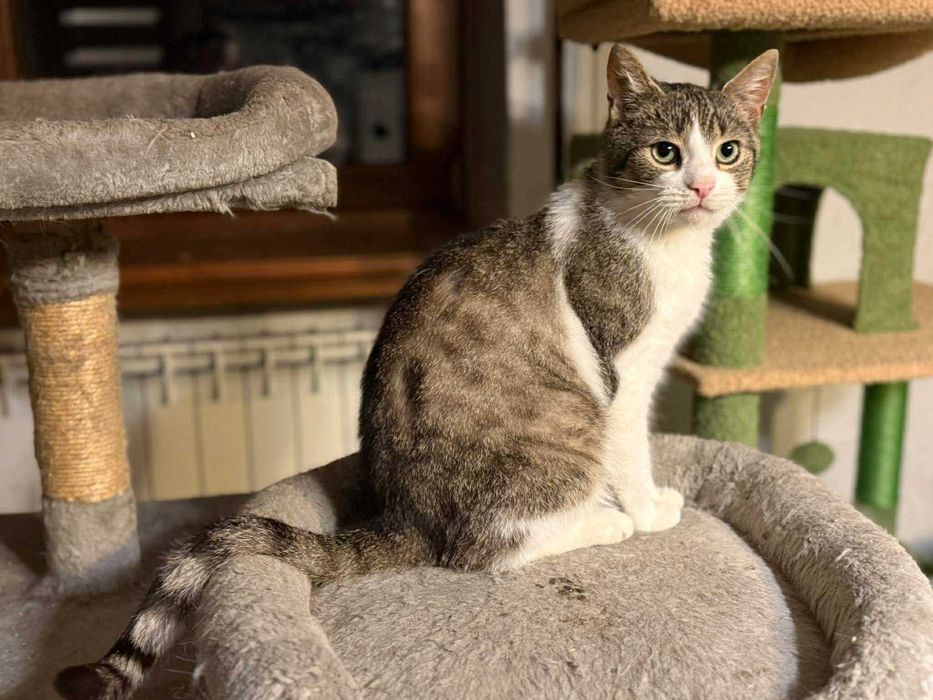 Daj mu czas, a odda Ci serce. Nieśmiały Bolek szuka domu