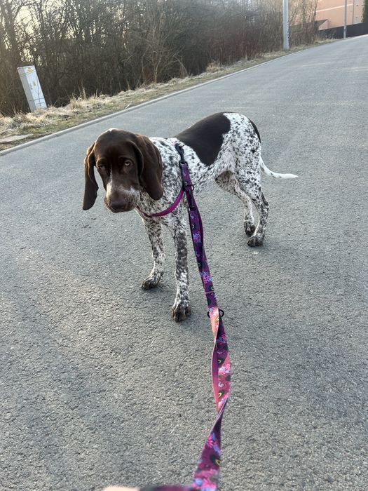 Suczka wyzla niemieckiego 6 miesiecy