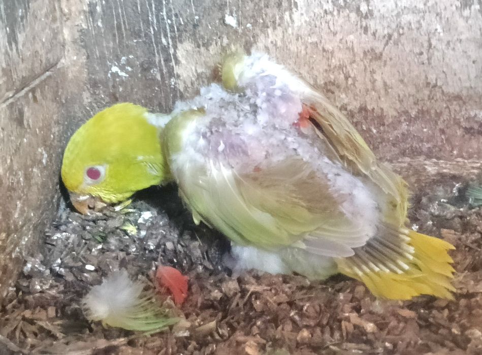 Aves em excelente estado