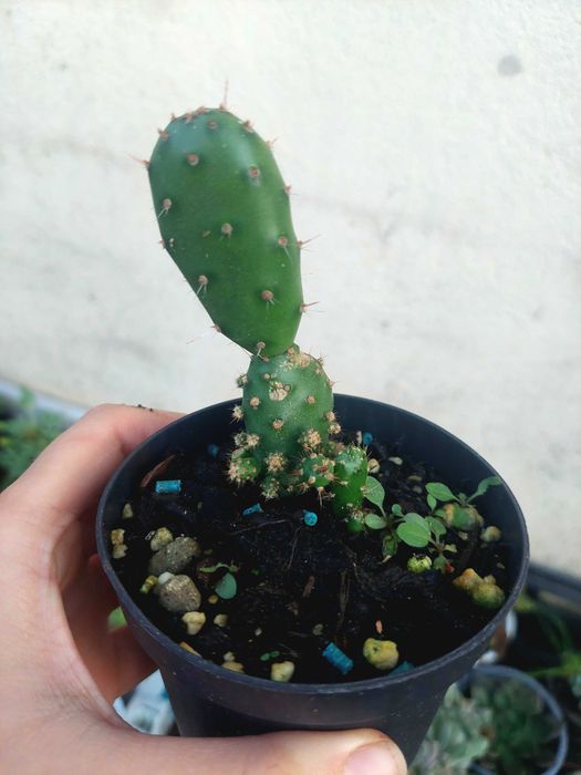 Suculentas 2€ cada