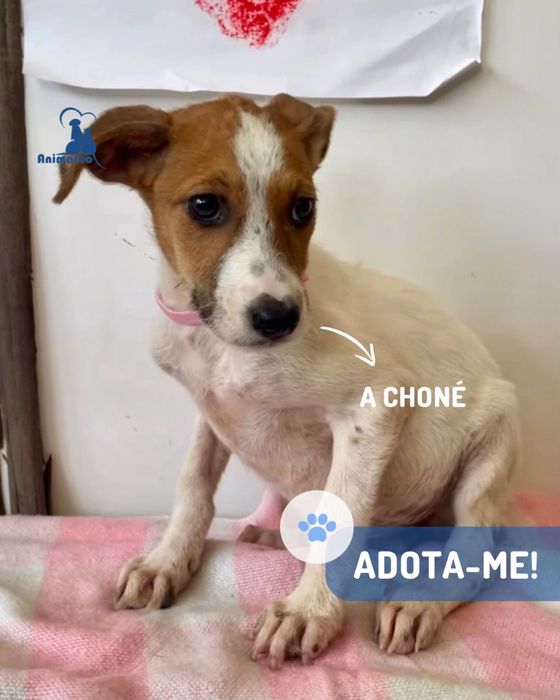Ratatui, a Bee ou a Chone cachorros para porte medio para adocao
