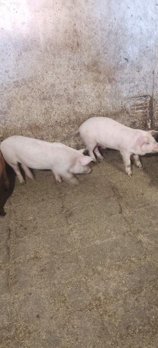 Продам поросята ландрас і біла степова