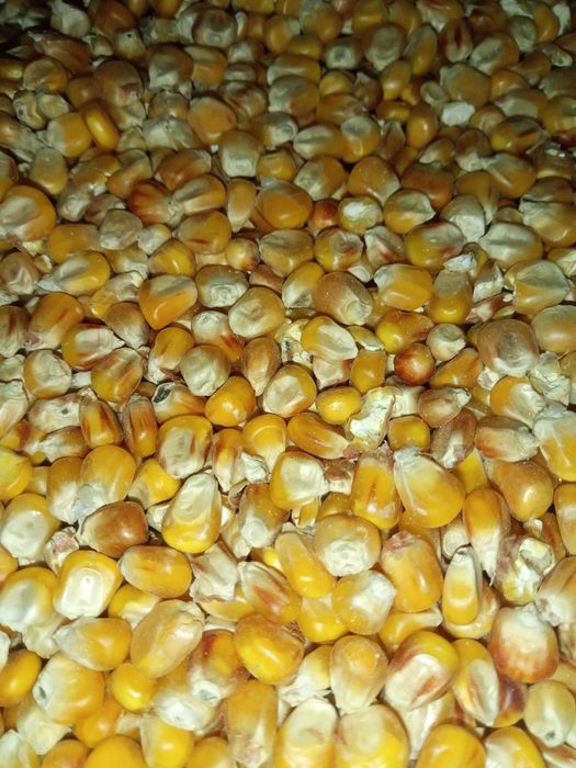 Kukurydza workowana cała lub mielona   worki 25 kg, big bag 1000kg